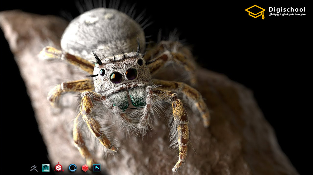 Modeling_and_Rendering_a_Realistic_Jumping_Spider_in_Maya
